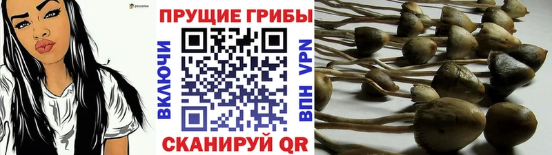 Купить закладки  Каргат  Галлюциногенные грибы Magic Shrooms 
